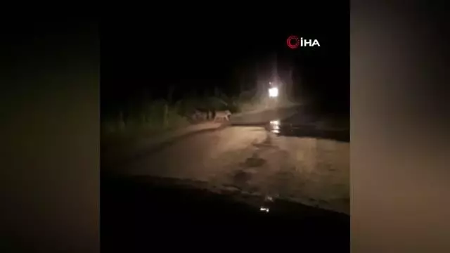 Şehre inen domuzlar ezilmekten son anda kurtuldu