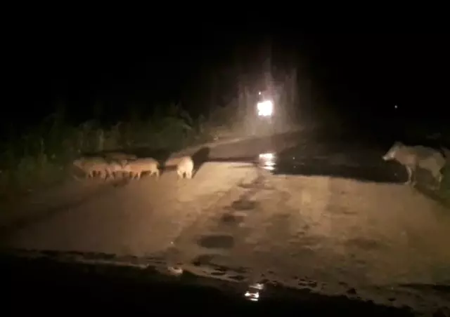 Şehre inen domuzlar ezilmekten son anda kurtuldu Şehre inen domuzlar ezilmekten son anda kurtuldu