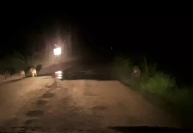 Şehre inen domuzlar ezilmekten son anda kurtuldu