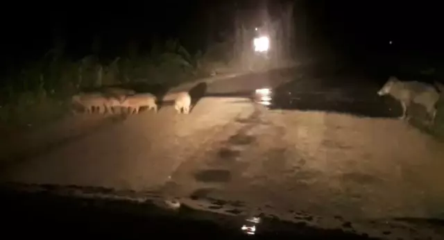 Şehre inen domuzlar ezilmekten son anda kurtuldu