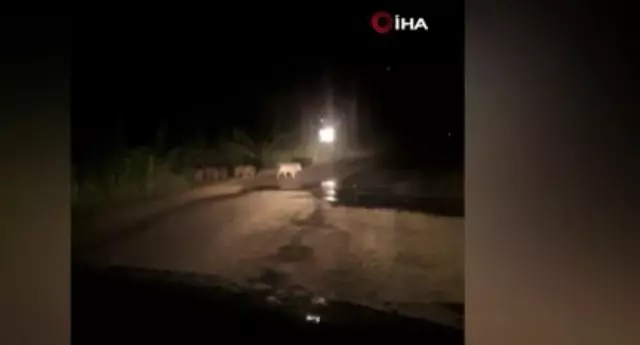 Şehre inen domuzlar ezilmekten son anda kurtuldu