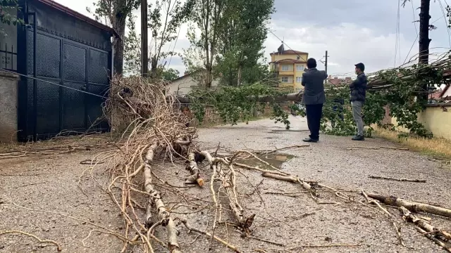 Şiddetli rüzgar ağacı devirdi, elektrik ve iletişim hatlarını kopardı Şiddetli rüzgar ağacı devirdi, elektrik ve iletişim hatlarını kopardı