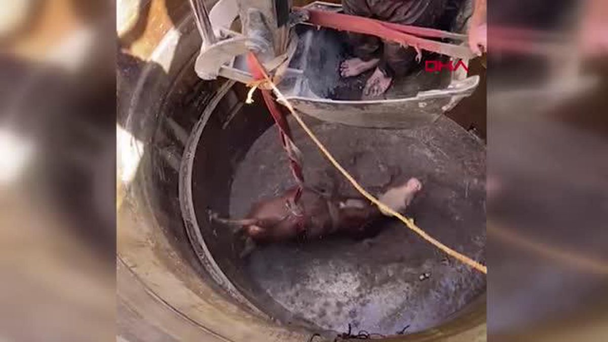 SU KUYUSUNA DÜŞEN BOĞA, İŞ MAKİNESİ YARDIMIYLA KURTARILDI