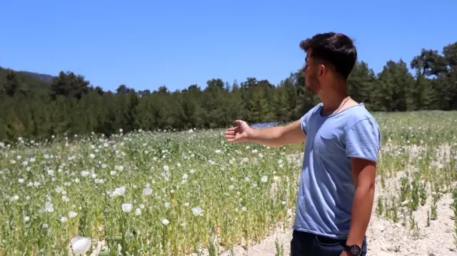 Taşıma suya muhtaç kalan haşhaşlardan yüksek rekolte bekliyor