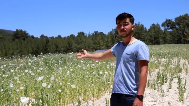 Taşıma suya muhtaç kalan haşhaşlardan yüksek rekolte bekliyor