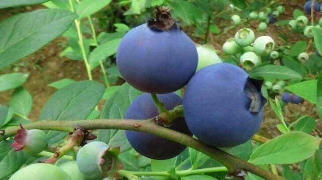 TRABZON'DA YABAN MERSİNİ EKTİ, YILLIK 100 BİN TL KAZANIYOR TRABZON'DA YABAN MERSİNİ EKTİ, YILLIK 100 BİN TL KAZANIYOR