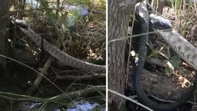 2 metrelik yılan, kendi boyundaki yılanı böyle yuttu! Saniye saniye kamerada 2 metrelik yılan, kendi boyundaki yılanı böyle yuttu! Saniye saniye kamerada