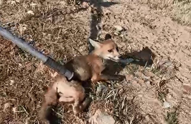 Afyonkarahisar'da boş su kuyusuna düşen yavru tilkiyi itfaiye ekipleri kurtardı