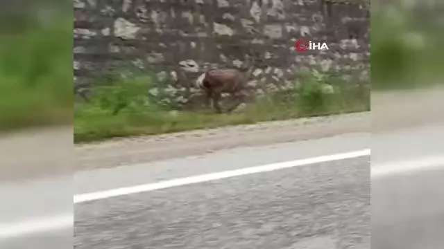 Biri damperi açık şekilde ilerledi, diğeri karacayı görüntüledi Biri damperi açık şekilde ilerledi, diğeri karacayı görüntüledi