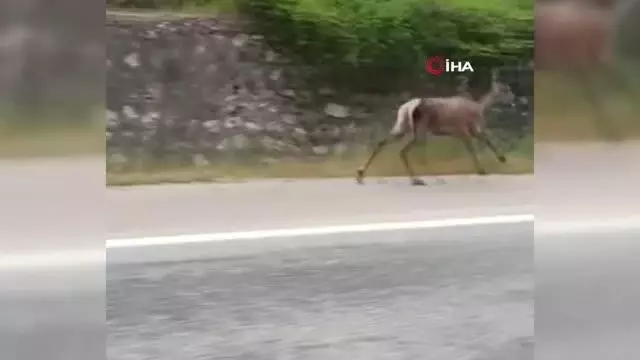 Biri damperi açık şekilde ilerledi, diğeri karacayı görüntüledi