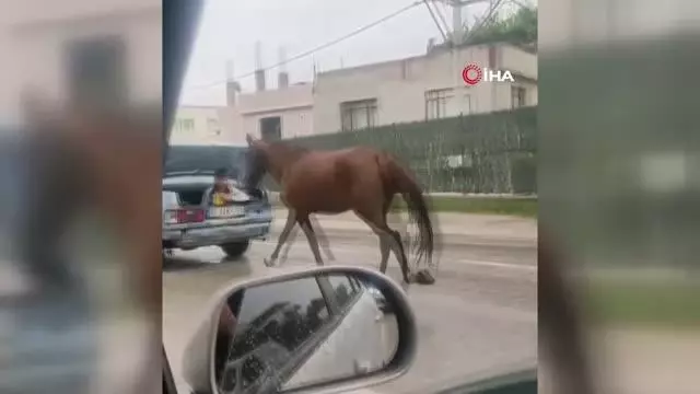 Bursa'da aracın arkasına at bağlayıp çevre yolunda koşturdu