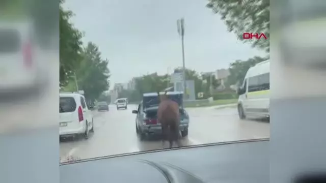 Otomobilin bagajındaki çocuğun ipe bağlı atı koşturduğu anlar kamerada
