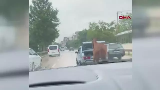 Otomobilin bagajındaki çocuğun ipe bağlı atı koşturduğu anlar kamerada