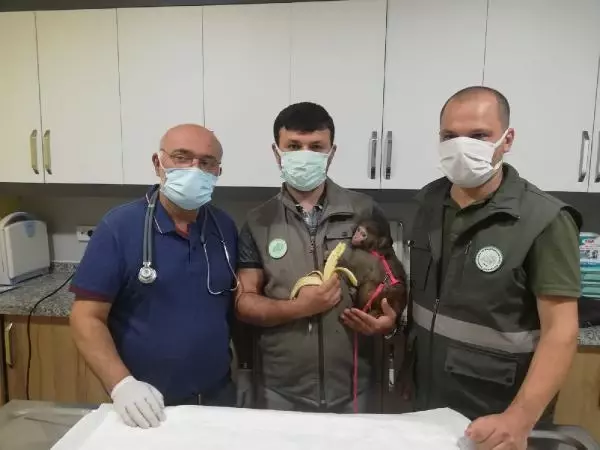 İnşaatta yaralı bulunan maymun korumaya alındı