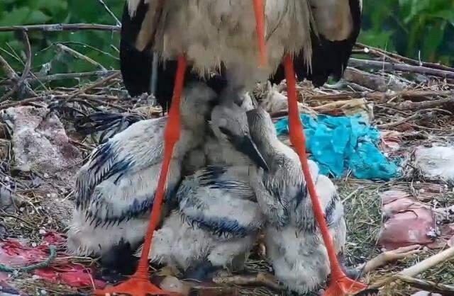 İşte annelik böyle bir şey! Fedakar leylak, ölüm pahasına yavrularını korudu İşte annelik böyle bir şey! Fedakar leylak, ölüm pahasına yavrularını korudu