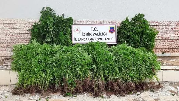 İZMİR'DE UYUŞTURUCU OPERASYONLARI