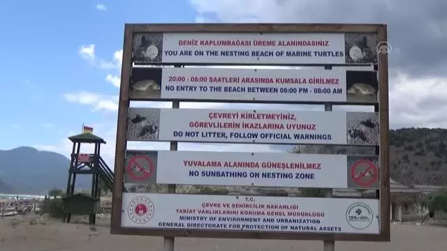 İztuzu Plajı'ndaki caretta caretta yuva sayısı 300'e ulaştı