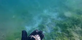 Marmara'yı esir alan deniz salyası çürümeye başladı, deniz canlıları ölüyor