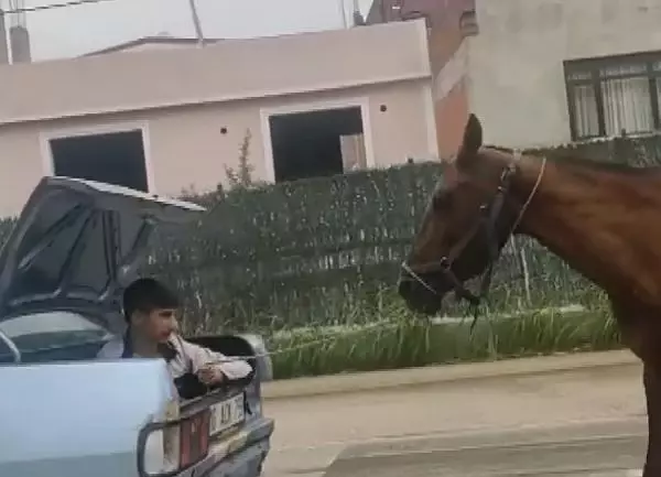 Otomobilin bagajındaki çocuğun ipe bağlı atı koşturduğu anlar kamerada Otomobilin bagajındaki çocuğun ipe bağlı atı koşturduğu anlar kamerada