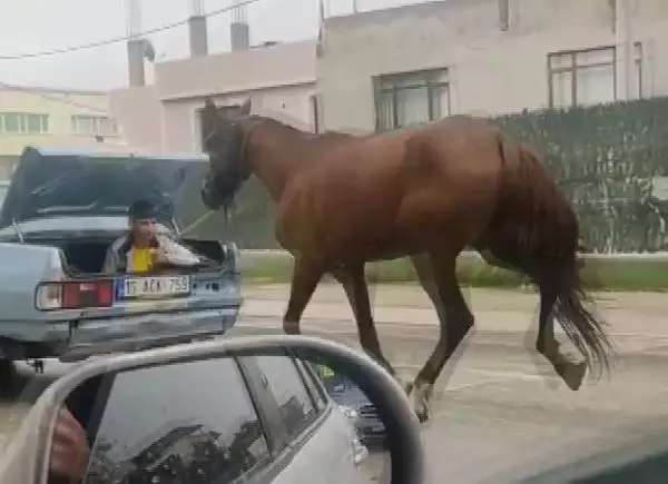 Otomobilin bagajındaki çocuğun ipe bağlı atı koşturduğu anlar kamerada