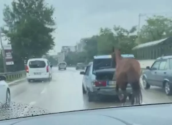 Otomobilin bagajındaki çocuğun ipe bağlı atı koşturduğu anlar kamerada