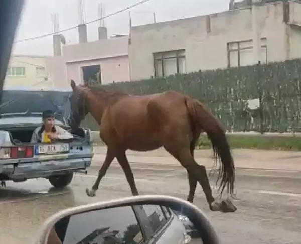 Otomobilin bagajındaki çocuğun ipe bağlı atı koşturduğu anlar kamerada