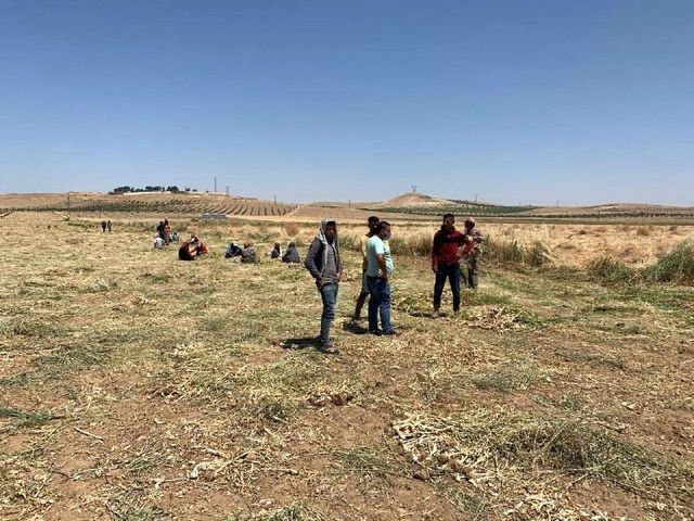 Şanlıurfa'da doğal antibiyotik hasadı başladı