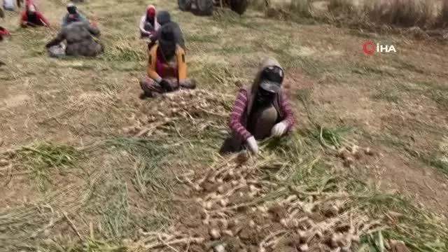 Şanlıurfa'da sarımsak hasadı başladı