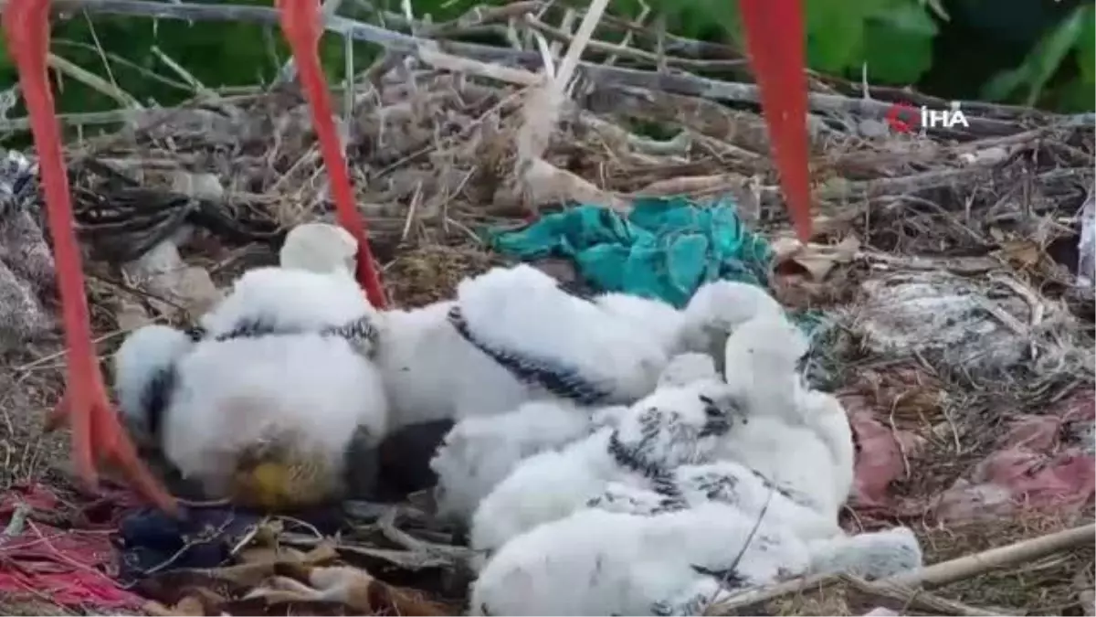 İşte annelik böyle bir şey! Fedakar leylek, ölüm pahasına yavrularını korudu