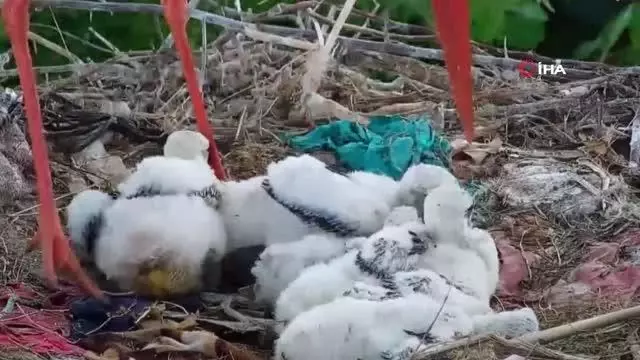 İşte annelik böyle bir şey! Fedakar leylek, ölüm pahasına yavrularını korudu İşte annelik böyle bir şey! Fedakar leylek, ölüm pahasına yavrularını korudu
