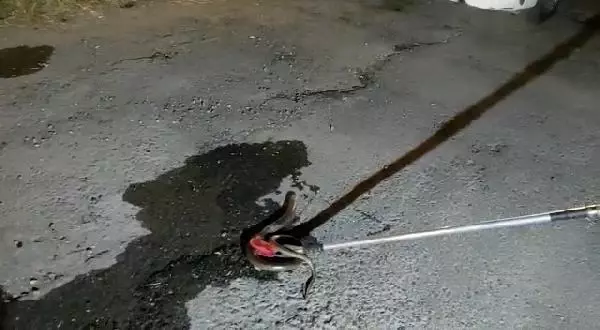 Vatandaşların yılan sanıp ekiplere haber verdiği oluklu kertenkele paniğe neden oldu Vatandaşların yılan sanıp ekiplere haber verdiği oluklu kertenkele paniğe neden oldu