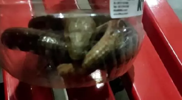 Vatandaşların yılan sanıp ekiplere haber verdiği oluklu kertenkele paniğe neden oldu Vatandaşların yılan sanıp ekiplere haber verdiği oluklu kertenkele paniğe neden oldu