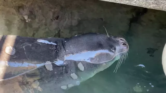 Kaş ilçesinde Akdeniz foku görüntülendi Kaş ilçesinde Akdeniz foku görüntülendi