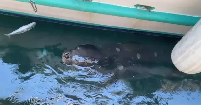 Kaş ilçesinde Akdeniz foku görüntülendi