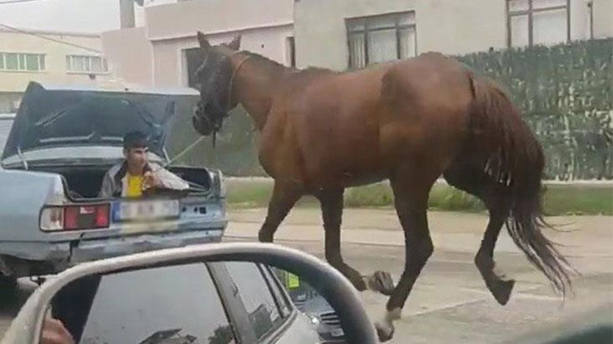 Aracın bagajına oturan çocuk, boynuna ip bağladığı atı kilometrelerce koşturdu! Tepki çeken olaya ceza yağdı