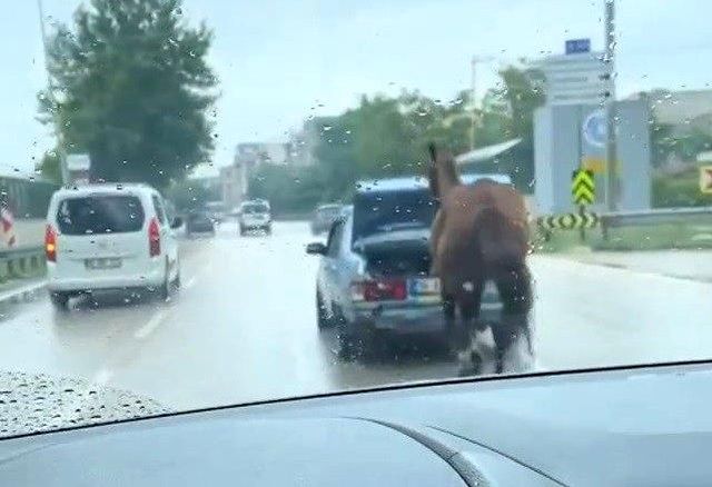 Aracın bagajına oturan çocuk, boynuna ip bağladığı atı kilometrelerce koşturdu! Tepki çeken olaya ceza yağdı