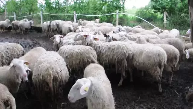 ÇANAKKALE - Ezine peyniri için süt tedarik eden üreticiler fiyatların korunmasını istiyor