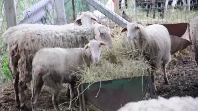 ÇANAKKALE - Ezine peyniri için süt tedarik eden üreticiler fiyatların korunmasını istiyor