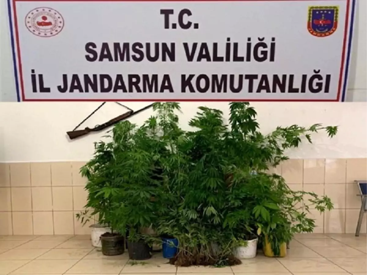Dedektör köpeği 'Ozon' 326 kök kenevir bitkisini buldu