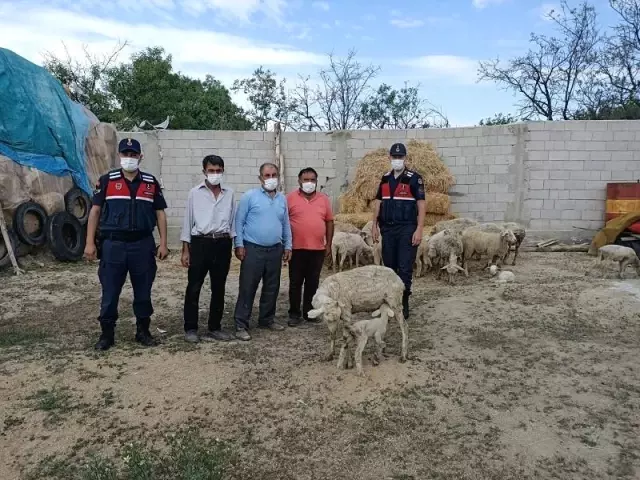 Eskişehir'de çalınan 23 küçükbaş hayvan Afyonkarahisar'da bulundu Eskişehir'de çalınan 23 küçükbaş hayvan Afyonkarahisar'da bulundu
