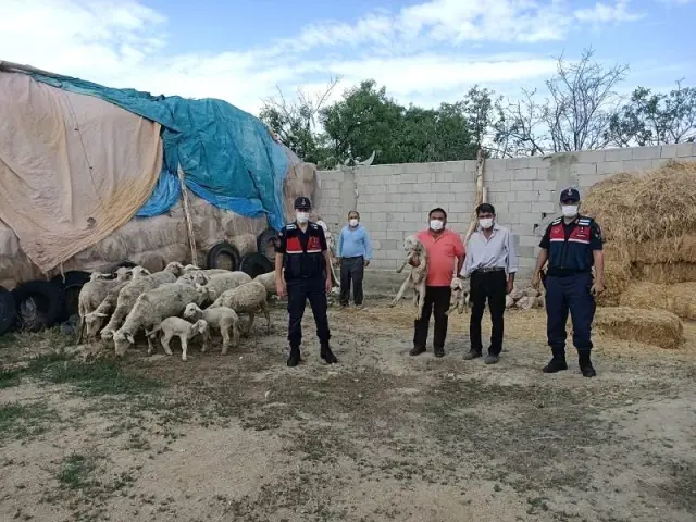 Eskişehir'de çalınan 23 küçükbaş hayvan Afyonkarahisar'da bulundu Eskişehir'de çalınan 23 küçükbaş hayvan Afyonkarahisar'da bulundu