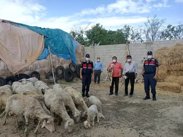 Eskişehir'de çalınan 23 küçükbaş hayvan Afyonkarahisar'da bulundu Eskişehir'de çalınan 23 küçükbaş hayvan Afyonkarahisar'da bulundu