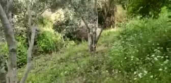 Hint Keneviri: Evinin bahçesinde Hint keneviri yetiştirdiği iddia edilen zanlı tutuklandı Hint Keneviri: Evinin bahçesinde Hint keneviri yetiştirdiği iddia edilen zanlı tutuklandı
