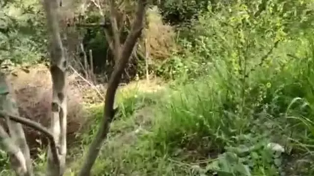 Evinin bahçesinde Hint keneviri yetiştirdiği iddia edilen zanlı tutuklandı