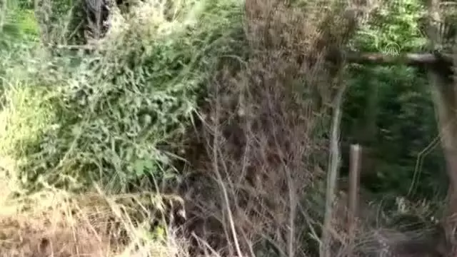 Evinin bahçesinde Hint keneviri yetiştirdiği iddia edilen zanlı tutuklandı