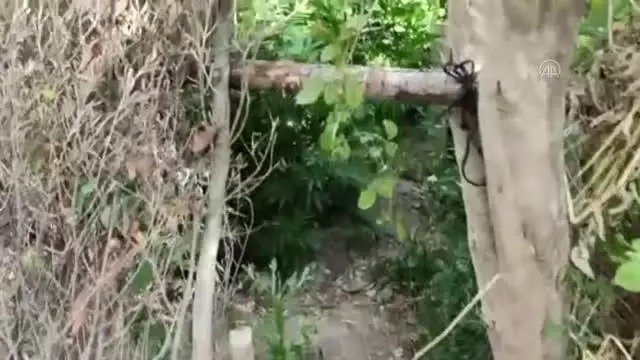 Evinin bahçesinde Hint keneviri yetiştirdiği iddia edilen zanlı tutuklandı