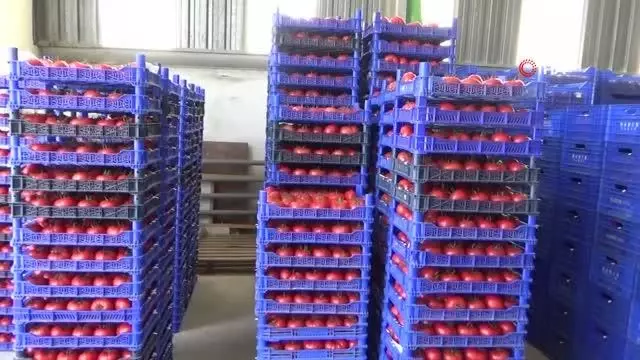 Eynal domatesine coğrafi işaret başvurusu Eynal domatesine coğrafi işaret başvurusu