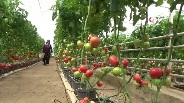 Eynal domatesine coğrafi işaret başvurusu