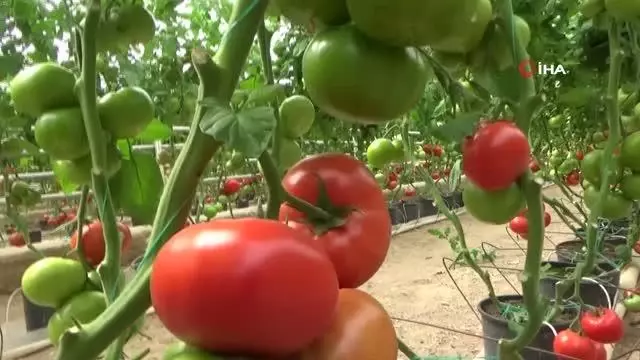 Eynal domatesine coğrafi işaret başvurusu