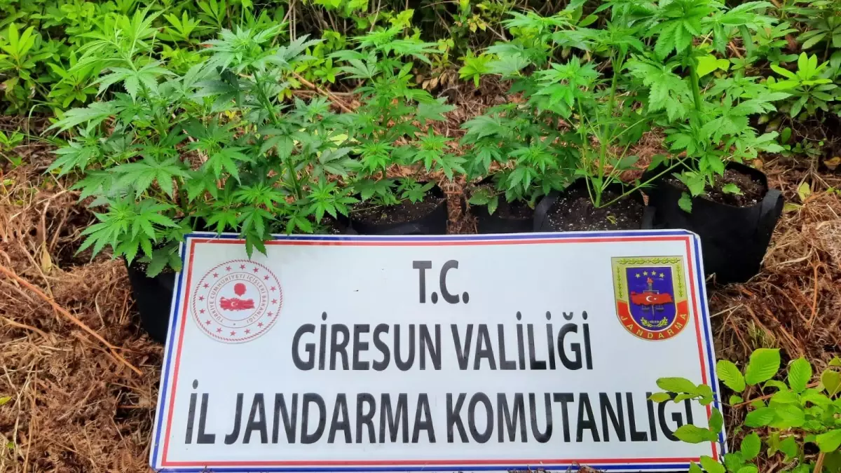 Giresun'da kamu arazisinde kenevir yetiştiren 2 kişi gözaltına alındı